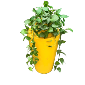 2 in 1 Vase and Umbrella Holder